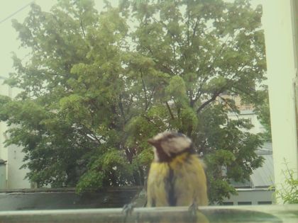 bird_20260517_104643_027_burst0_motion8484_conf0.80_bestbird.jpg