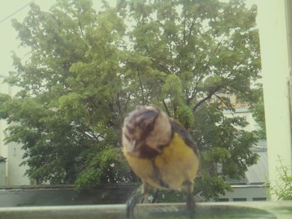 bird_20260517_104648_785_burst1_motion8484_conf1.00_bestbird.jpg