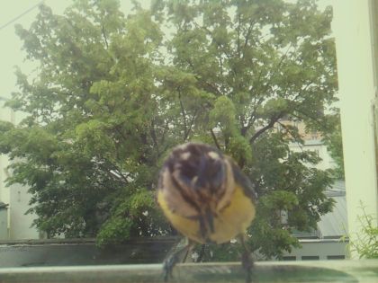 bird_20260517_104654_802_burst2_motion8484_conf0.99_bestbird.jpg