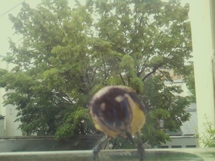 bird_20260517_104700_941_burst3_motion8484_conf0.95_bestbird.jpg