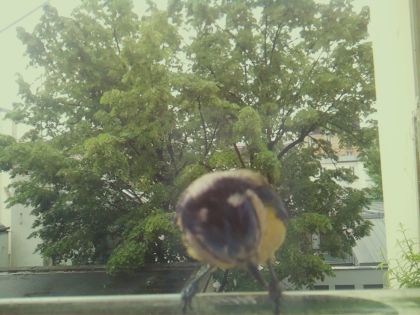 bird_20260517_104706_931_burst4_motion8484_conf0.43_bestbird.jpg