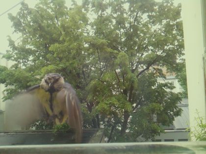 bird_20260517_104746_286_burst1_motion2608_conf0.40_bestperson.jpg