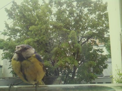 bird_20260517_104758_579_burst3_motion2608_conf1.00_bestbird.jpg