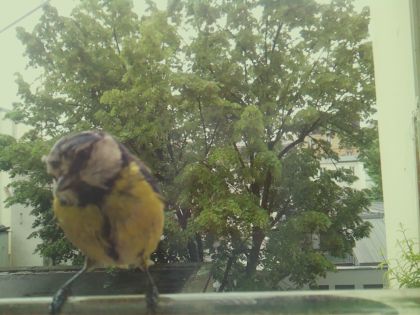 bird_20260517_104804_927_burst4_motion2608_conf0.90_bestbird.jpg