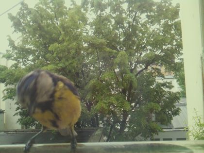 bird_20260517_104811_190_burst5_motion2608_conf0.98_bestbird.jpg