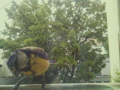 bird_20260517_104817_924_burst6_motion2608_conf0.80_bestbird.jpg