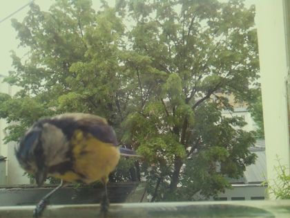 bird_20260517_104824_488_burst7_motion2608_conf0.64_bestbird.jpg