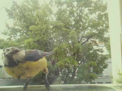 bird_20260517_110456_544_burst2_motion4014_conf0.98_bestbird.jpg