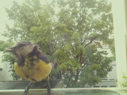 bird_20260517_110502_615_burst3_motion4014_conf1.00_bestbird.jpg
