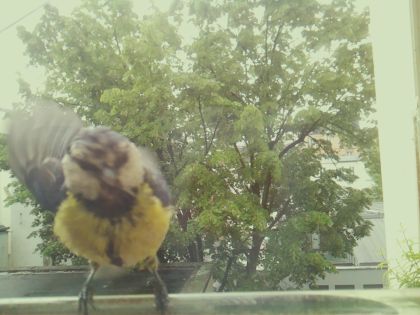 bird_20260517_110508_959_burst4_motion4014_conf0.97_bestbird.jpg