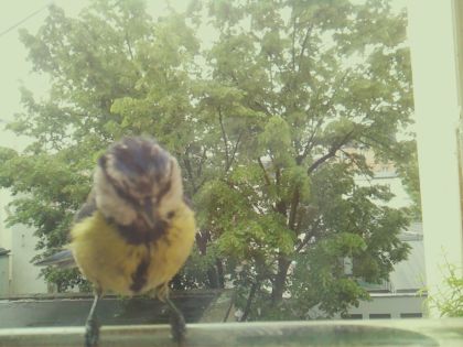 bird_20260517_110515_254_burst5_motion4014_conf0.96_bestbird.jpg