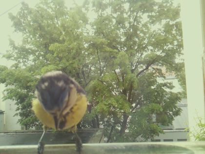 bird_20260517_110521_674_burst6_motion4014_conf1.00_bestbird.jpg