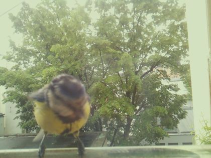 bird_20260517_110528_039_burst7_motion4014_conf1.00_bestbird.jpg