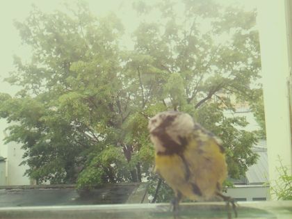 bird_20260517_110841_803_burst1_motion5606_conf0.68_bestcat.jpg