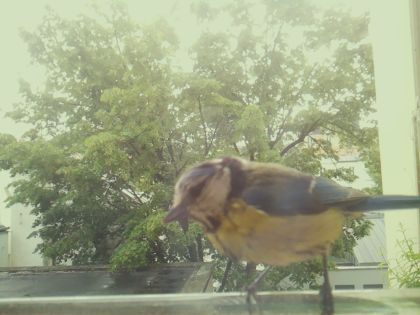 bird_20260517_110854_076_burst3_motion5606_conf0.98_bestbird.jpg