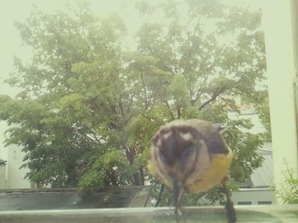 bird_20260517_110900_196_burst4_motion5606_conf0.71_bestbird.jpg