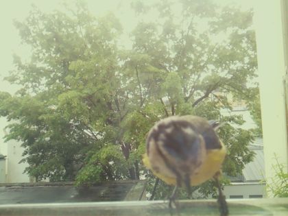 bird_20260517_110906_553_burst5_motion5606_conf0.91_bestbird.jpg