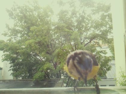 bird_20260517_110912_997_burst6_motion5606_conf0.99_bestbird.jpg