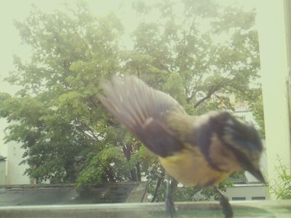 bird_20260517_110919_340_burst7_motion5606_conf1.00_bestbird.jpg