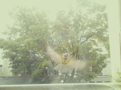 bird_20260517_111011_676_burst0_motion9946_conf0.00_bestnone.jpg
