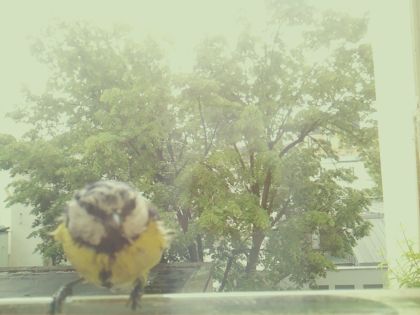 bird_20260517_111017_372_burst1_motion9946_conf1.00_bestbird.jpg
