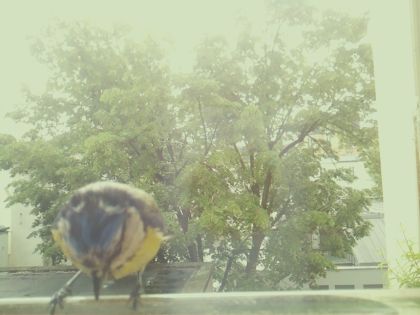bird_20260517_111023_461_burst2_motion9946_conf0.99_bestbird.jpg