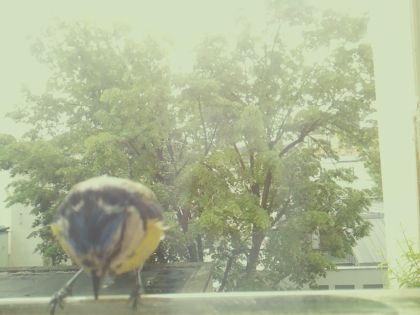bird_20260517_111029_667_burst3_motion9946_conf0.99_bestbird.jpg
