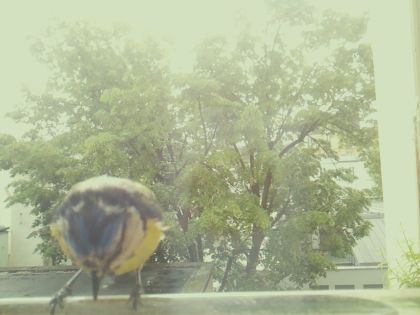 bird_20260517_111036_053_burst4_motion9946_conf0.98_bestbird.jpg