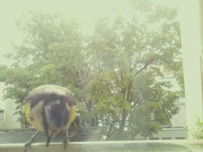 bird_20260517_111042_388_burst5_motion9946_conf0.97_bestbird.jpg