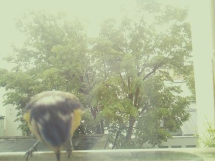 bird_20260517_111048_761_burst6_motion9946_conf0.00_bestnone.jpg