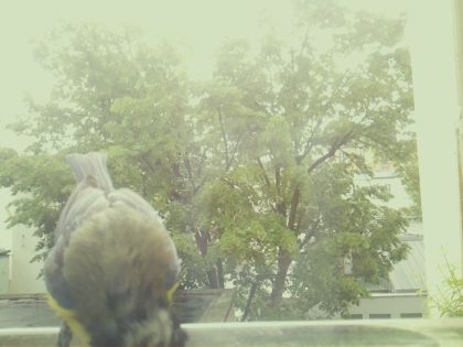 bird_20260517_111055_262_burst7_motion9946_conf0.53_bestbird.jpg