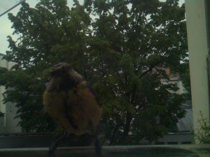 bird_20260517_201007_987_burst0_motion1409_conf0.58_bestbird.jpg