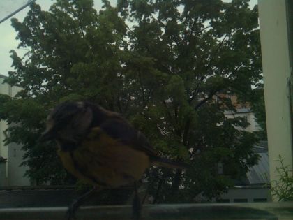 bird_20260517_201013_482_burst1_motion1409_conf0.32_bestbird.jpg