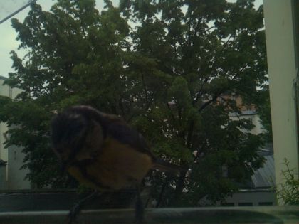 bird_20260517_201019_386_burst2_motion1409_conf0.00_bestnone.jpg