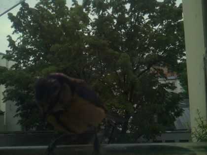 bird_20260517_201025_451_burst3_motion1409_conf0.00_bestnone.jpg