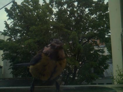 bird_20260517_201031_582_burst4_motion1409_conf0.59_bestbird.jpg