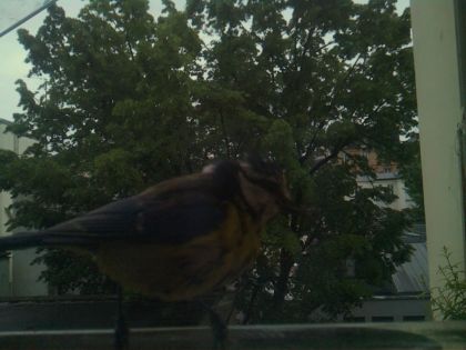 bird_20260517_201037_650_burst5_motion1409_conf0.25_bestbird.jpg
