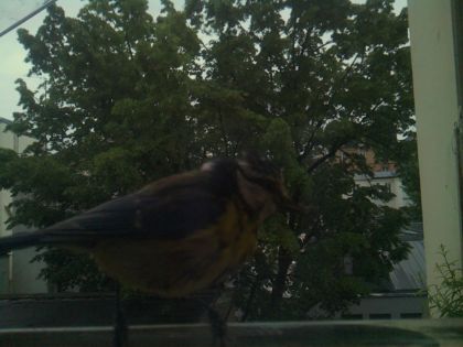 bird_20260517_201043_840_burst6_motion1409_conf0.00_bestnone.jpg