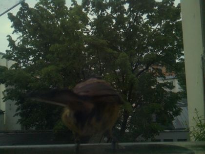 bird_20260517_201050_123_burst7_motion1409_conf0.00_bestnone.jpg