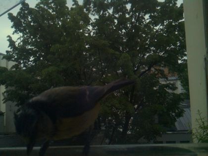bird_20260517_201126_784_burst0_motion1380_conf0.00_bestnone.jpg