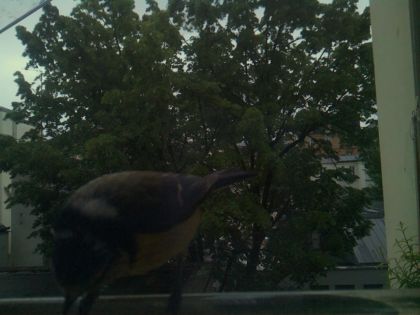 bird_20260517_201132_542_burst1_motion1380_conf0.00_bestnone.jpg