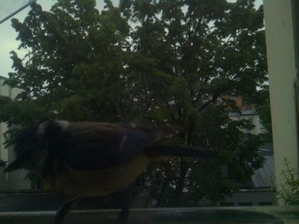 bird_20260517_201138_657_burst2_motion1380_conf0.00_bestnone.jpg