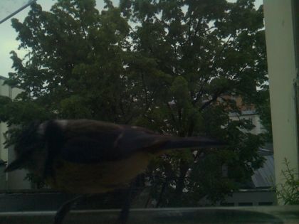 bird_20260517_201144_896_burst3_motion1380_conf0.00_bestnone.jpg