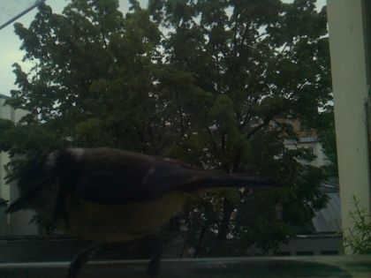 bird_20260517_201151_099_burst4_motion1380_conf0.00_bestnone.jpg