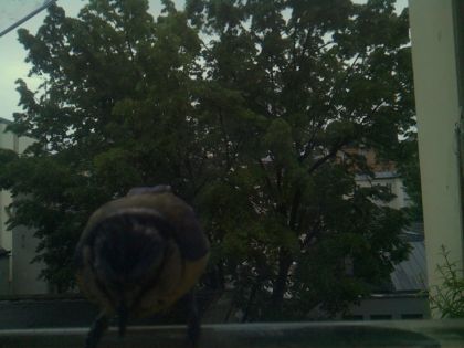 bird_20260517_201157_352_burst5_motion1380_conf0.00_bestnone.jpg
