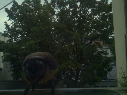 bird_20260517_201210_004_burst7_motion1380_conf0.00_bestnone.jpg