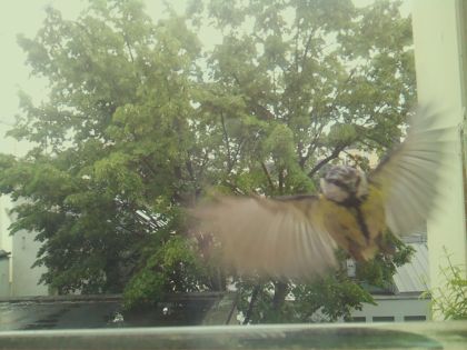 bird_20260518_134244_214_burst1_motion4940_conf0.00_bestnone.jpg