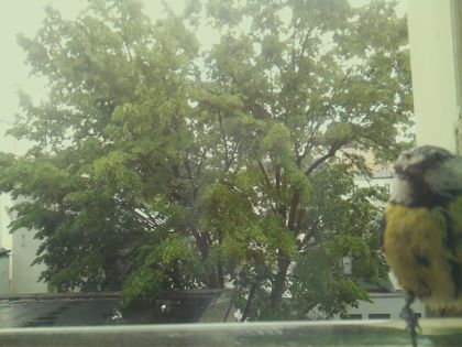 bird_20260518_134250_148_burst2_motion4940_conf0.93_bestbird.jpg