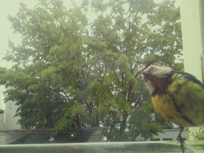 bird_20260518_134256_153_burst3_motion4940_conf1.00_bestbird.jpg
