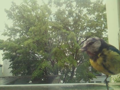bird_20260518_134302_308_burst4_motion4940_conf0.98_bestbird.jpg